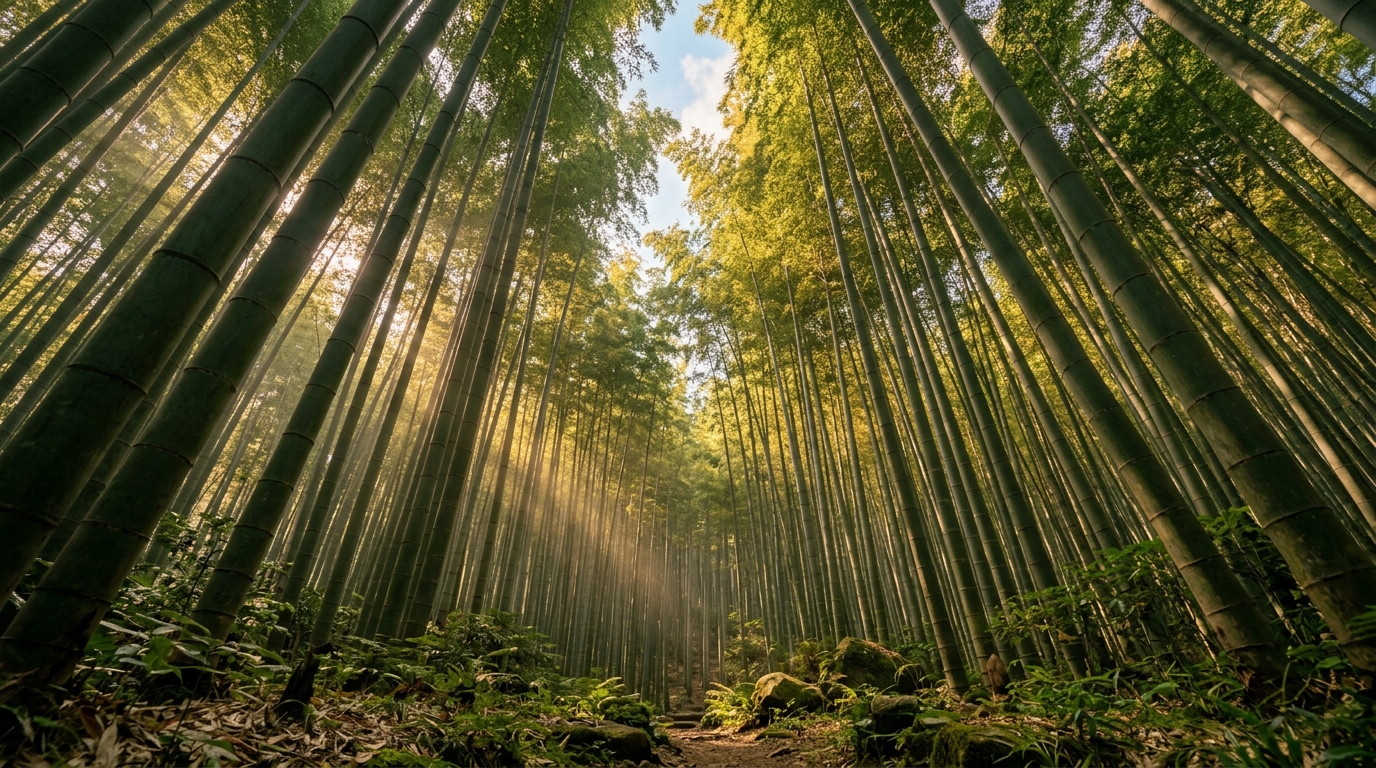 Moso bamboo forest in Chishui, China